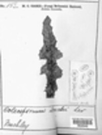 Coleosporium tussilaginis image